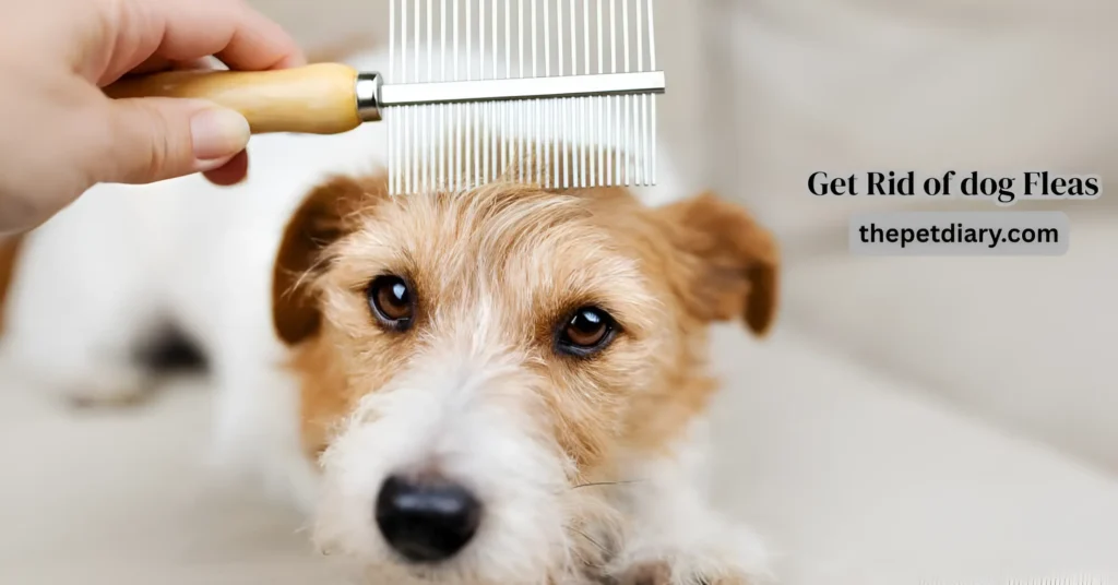 Get Rid of dog Fleas