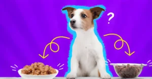 What to feed a new puppy