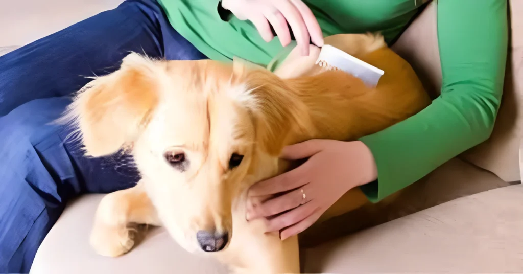 Get Rid of dog Fleas