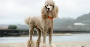 Poodle dog care tips
