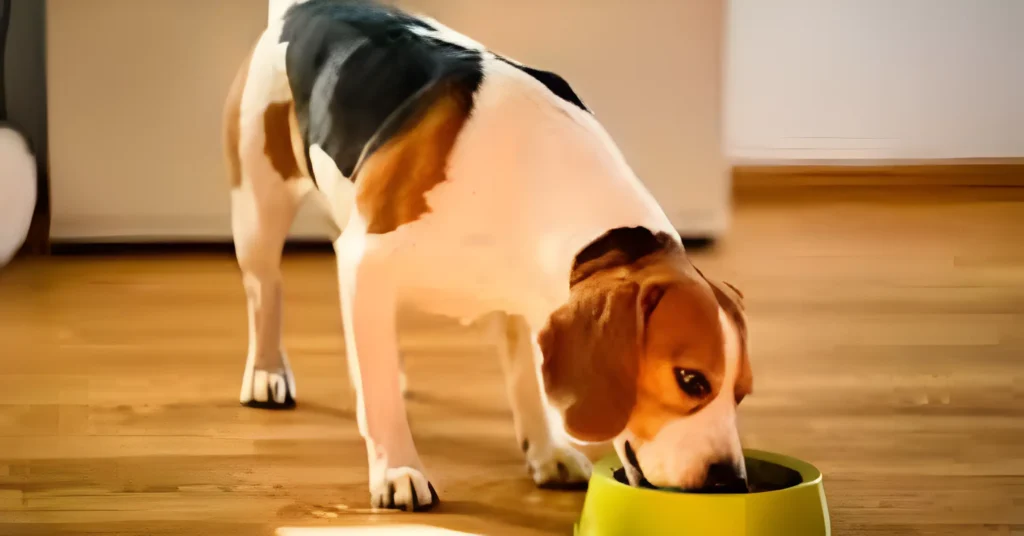 How to control fast eating in dogs
