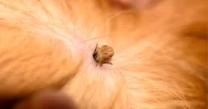 Get Rid of dog Fleas