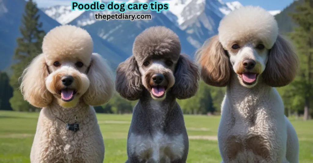 Poodle Dog Care Tips