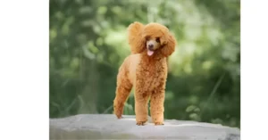 Poodle dog care tips