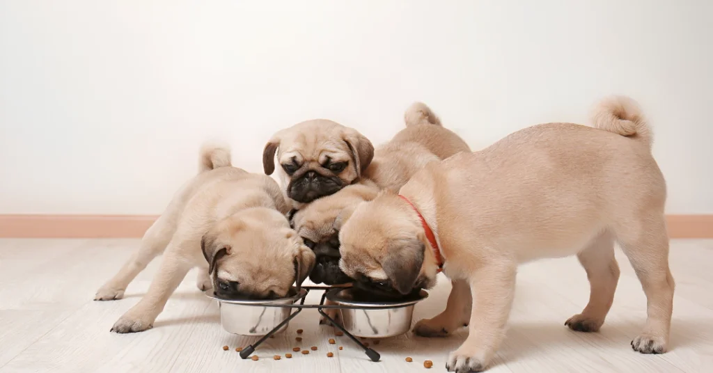 Pug dog breed guide