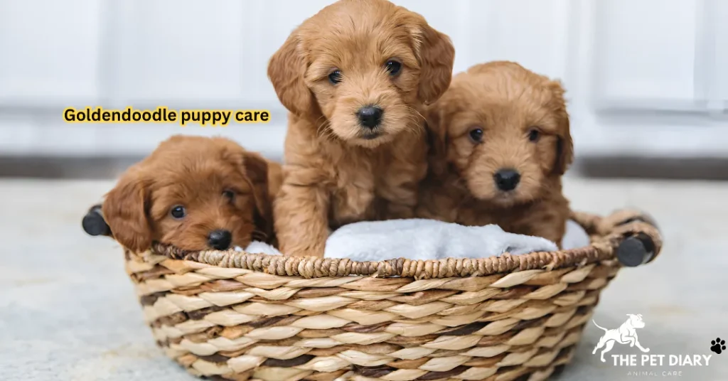Goldendoodle puppy care