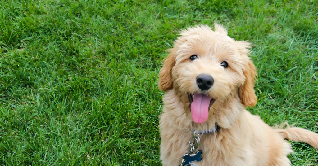 Goldendoodle puppy care