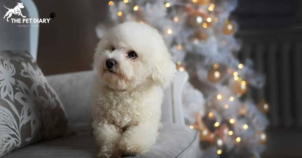 Bichon Frise care guide