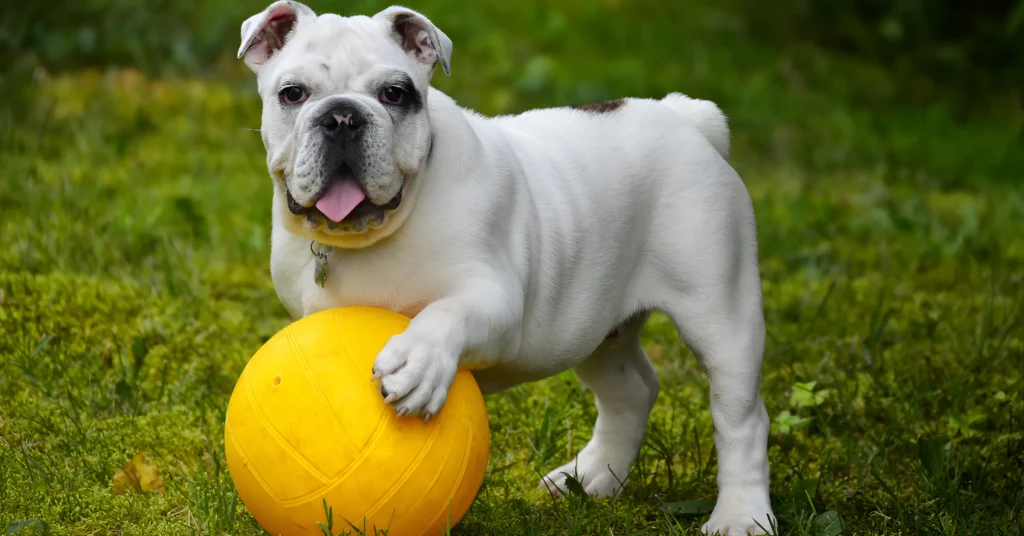 Bulldog Care & Traits