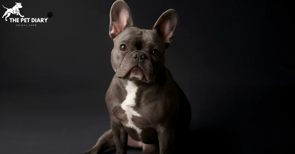 Top 10 family dogs