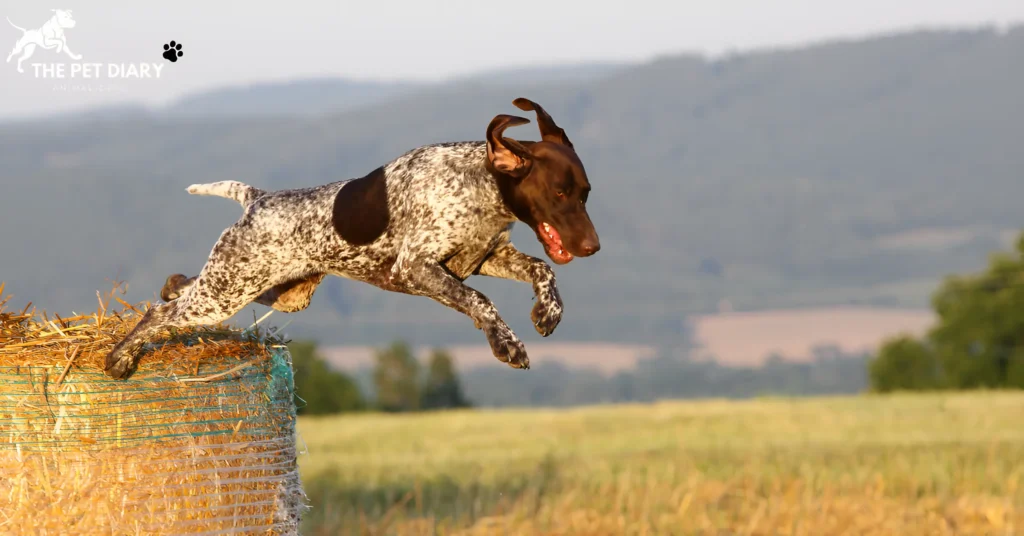 German Shorthaired Pointer Care