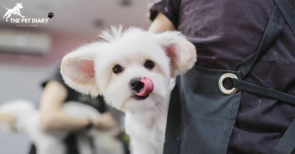 Maltese dog care