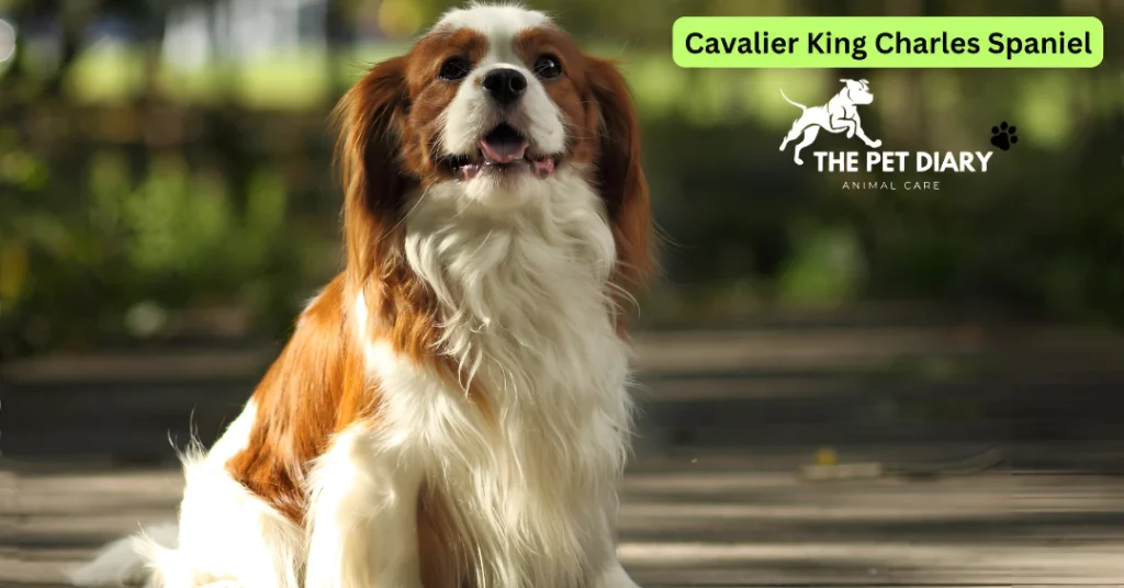 Cavalier Spaniel breed info