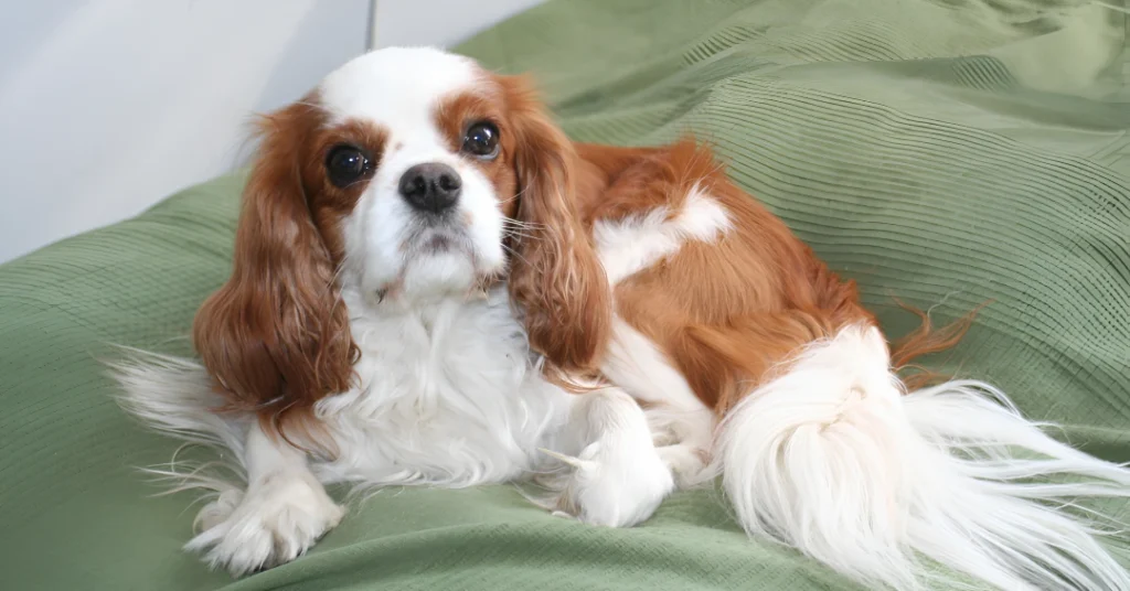 Cavalier Spaniel breed info