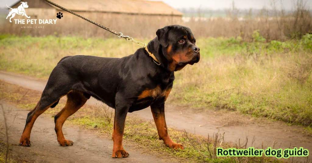 Rottweiler Dog Guide
