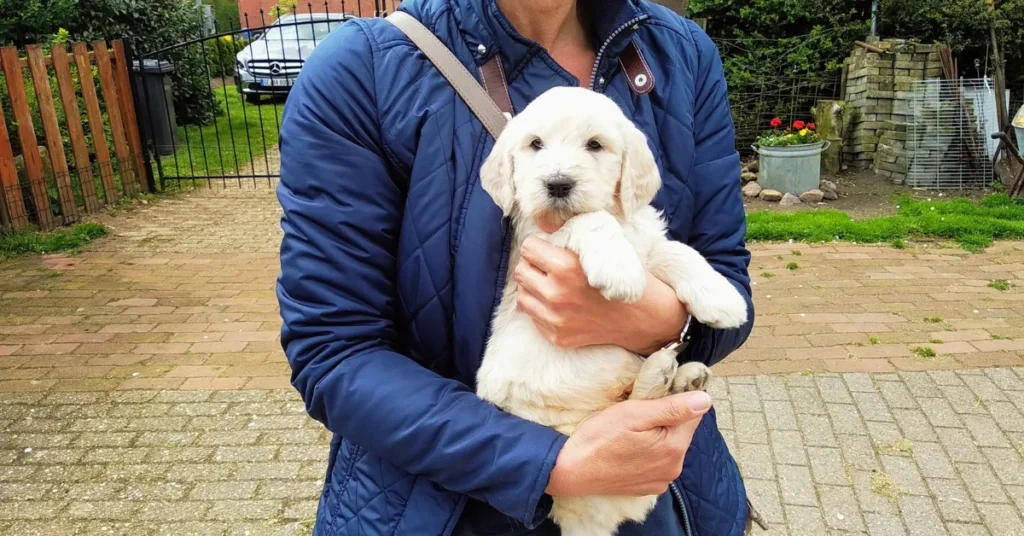 Goldendoodle puppy care