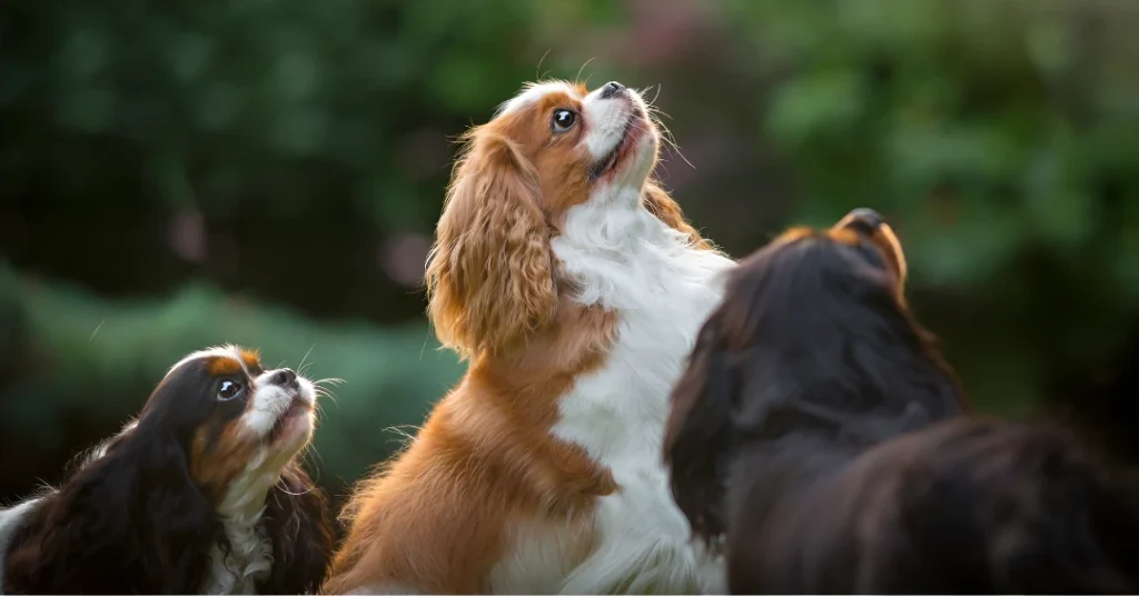 Cavalier Spaniel breed info