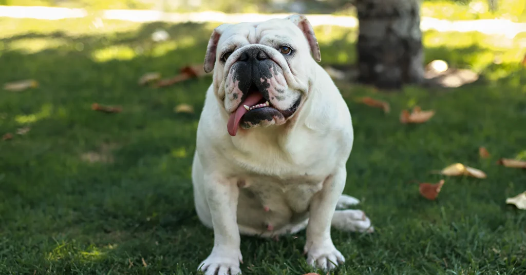 Bulldog Care & Traits