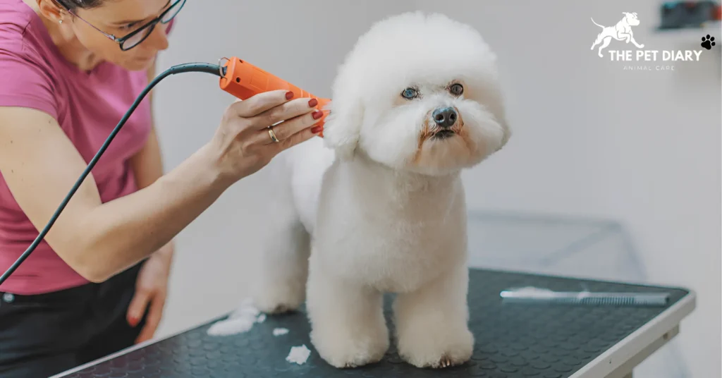 Bichon Frise care guide