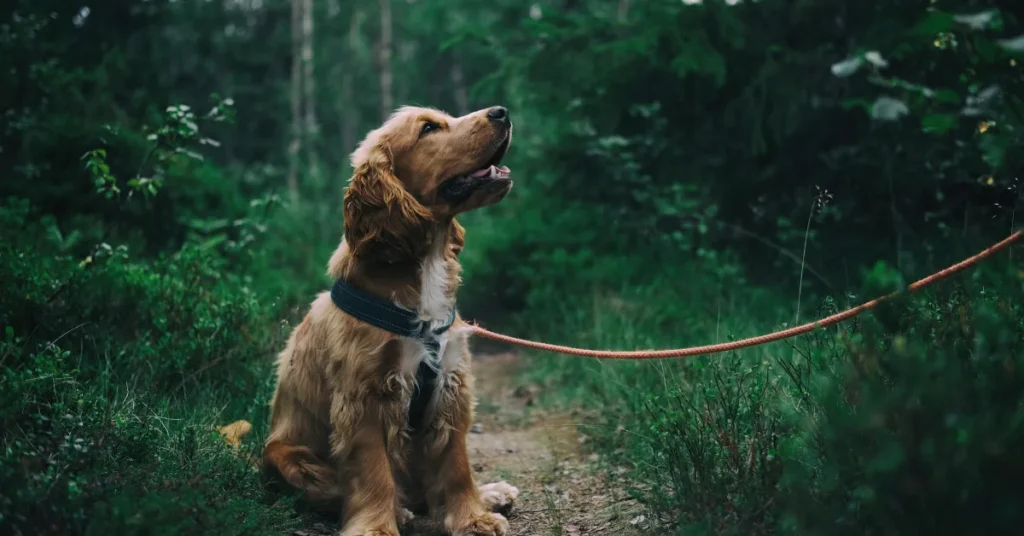 Cocker Spaniel grooming tips