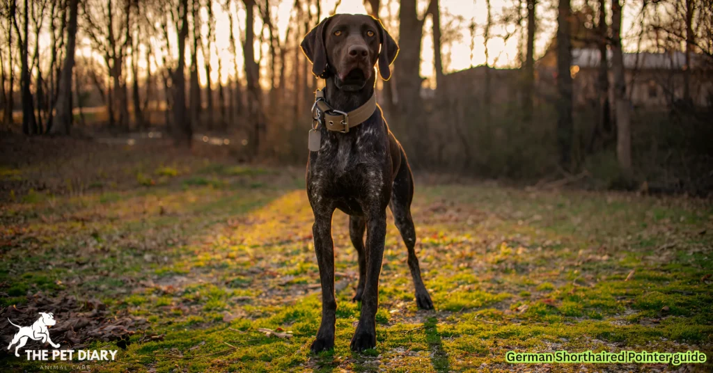 German Shorthaired Pointer guide
