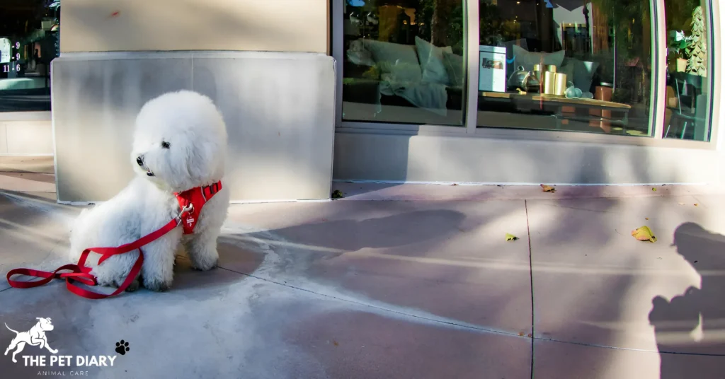 Bichon Frise care guide