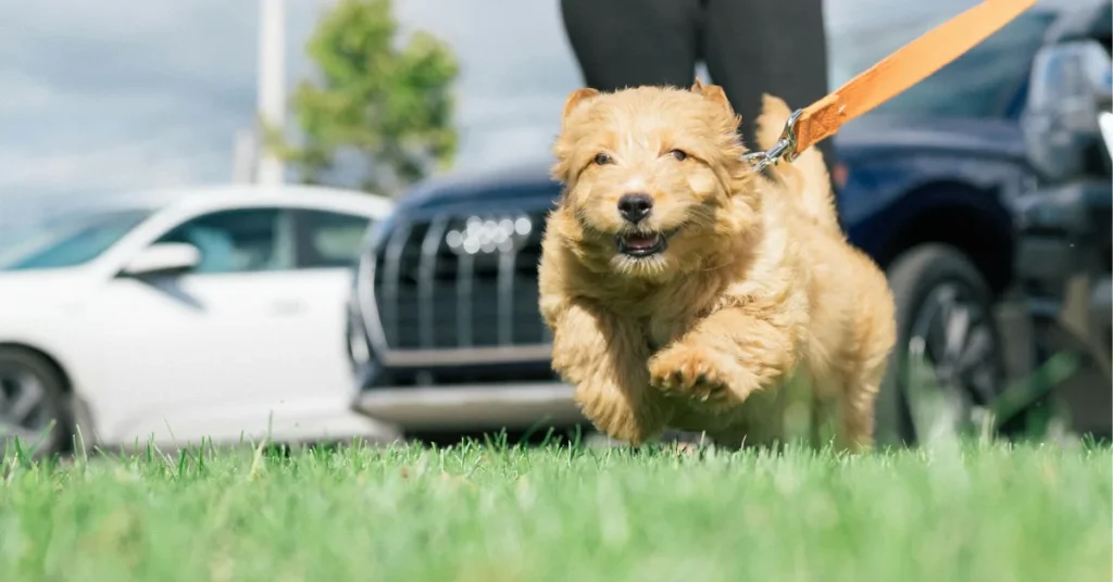 Goldendoodle puppy care