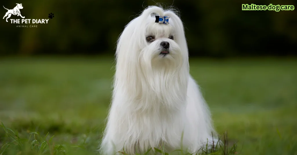 Maltese dog care