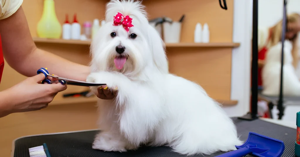 Maltese dog care