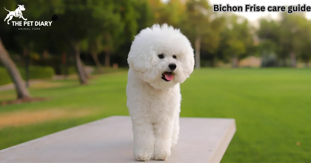 Bichon Frise care guide