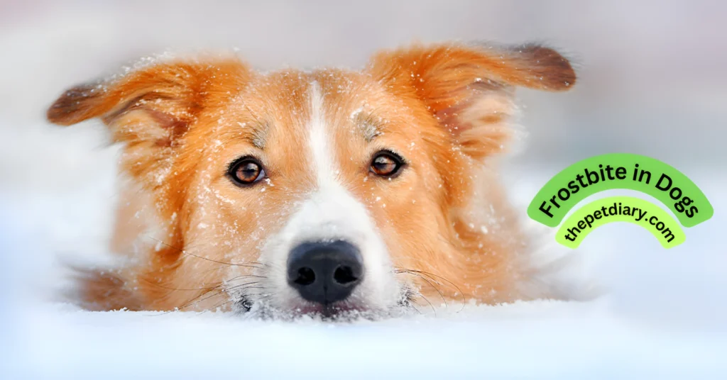 Signs of frostbite in dogs