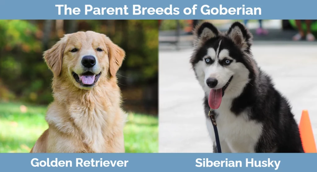 breeds