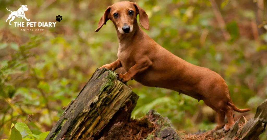 Top 10 family dogs