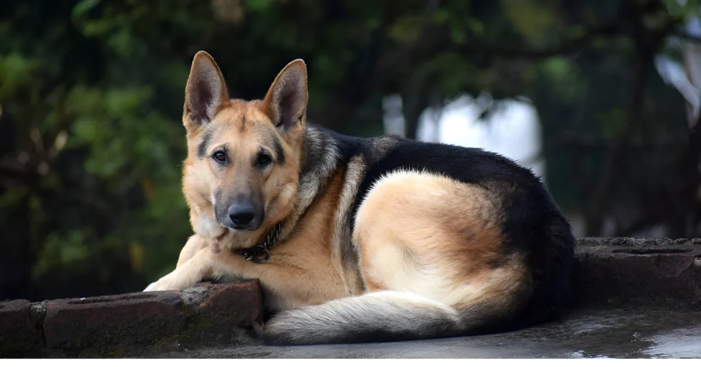 German Shepherd care guide