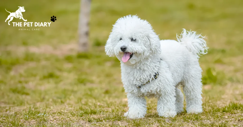 Top 10 family dogs