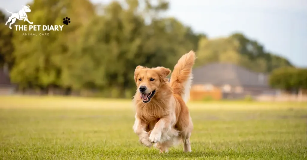 Top 10 family dogs