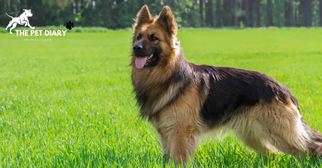 Top 10 family dogs