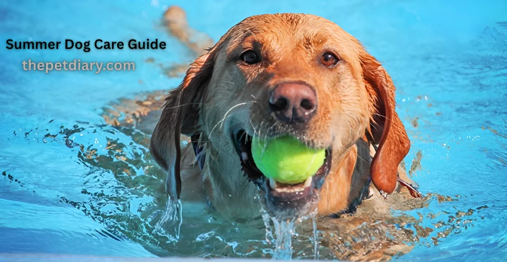 Summer Dog Care Guide