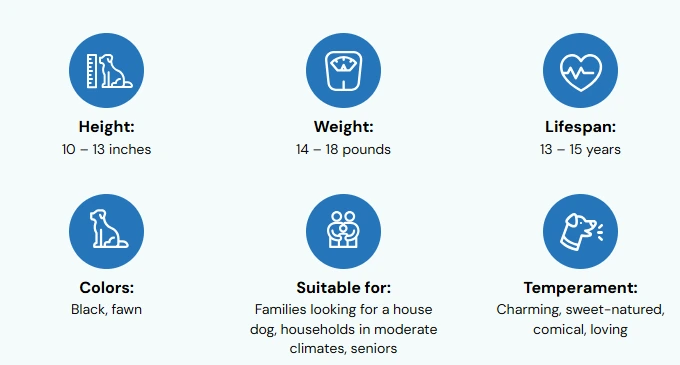 Pug dog breed guide