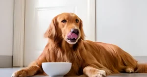 Best advice for new dog owners