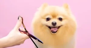 Best advice for new dog owners