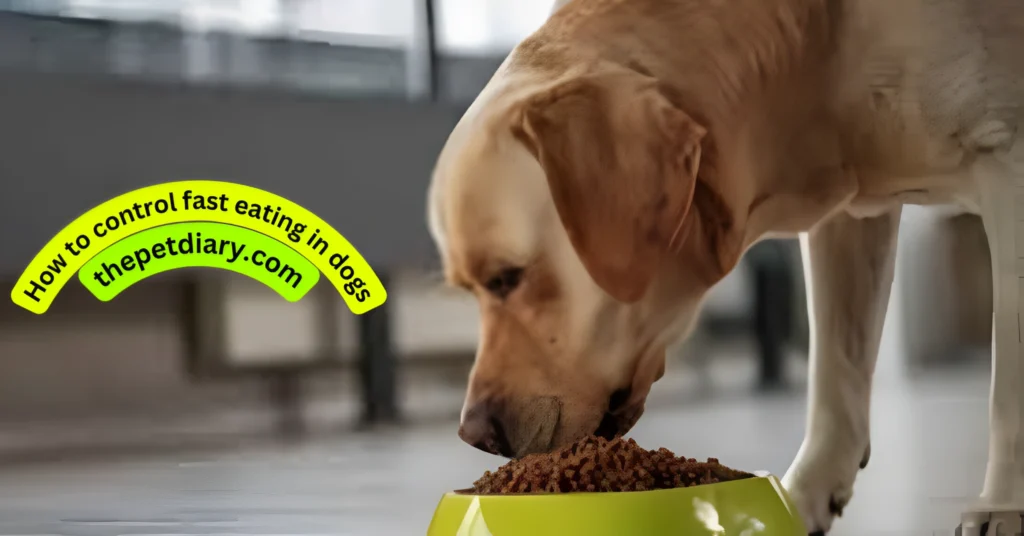 How to control fast eating in dogs