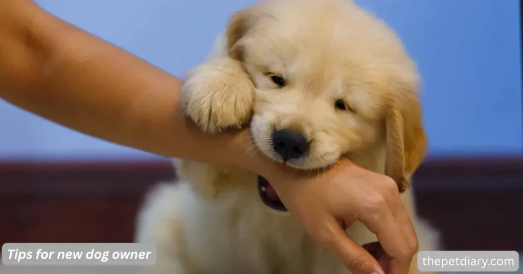 Best advice for new dog owners