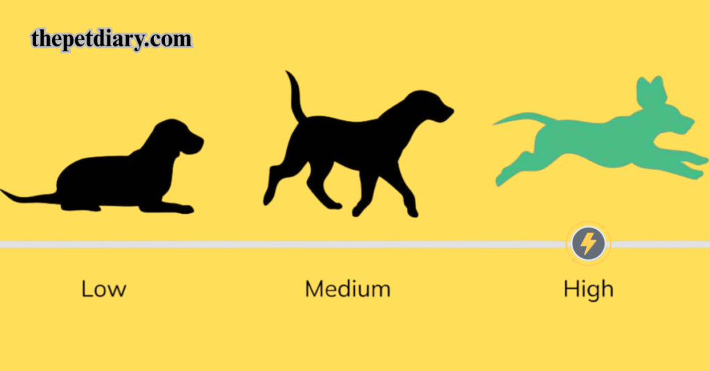 Mini Golden Retriever Guide