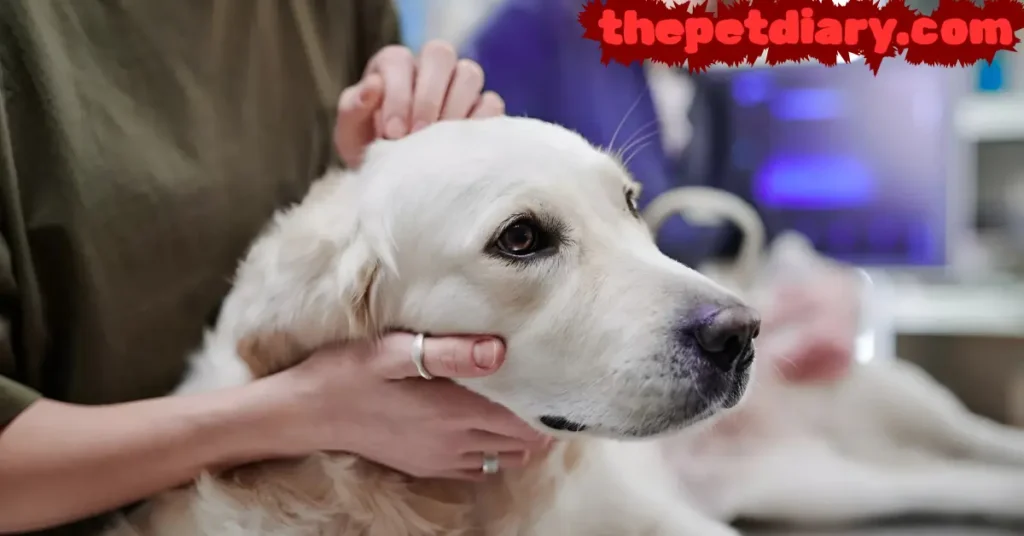 Golden Retriever care guide 