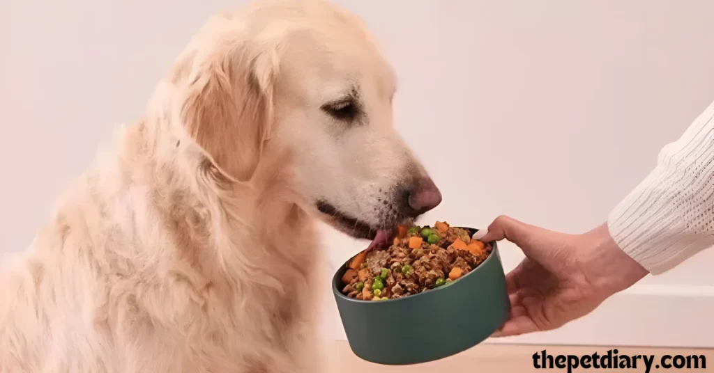 Golden Retriever care guide