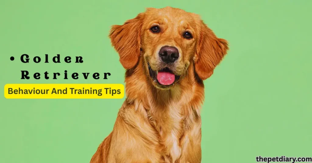 Golden Retriever care guide