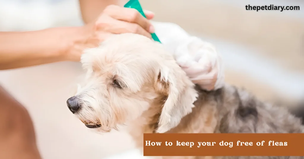 How to keep your dog free of fleas