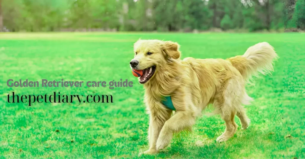 Golden Retriever care guide