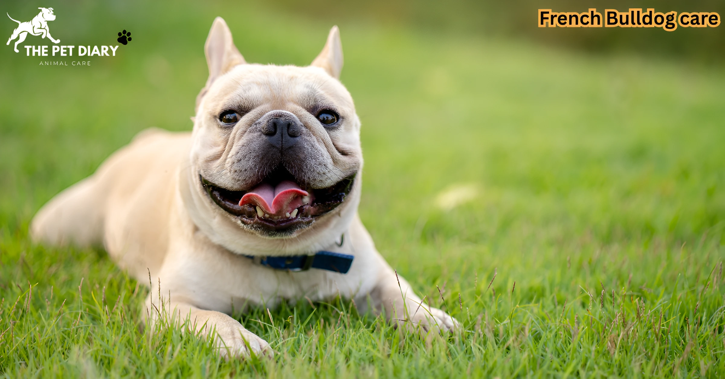 French Bulldog care